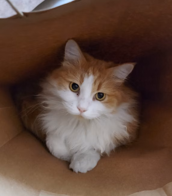 Capa de Chuva para Cães