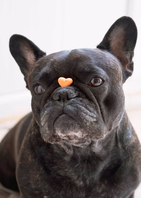 Snack de Frango Desidratado